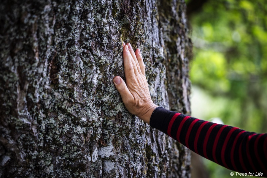Hand resting against tree trunk